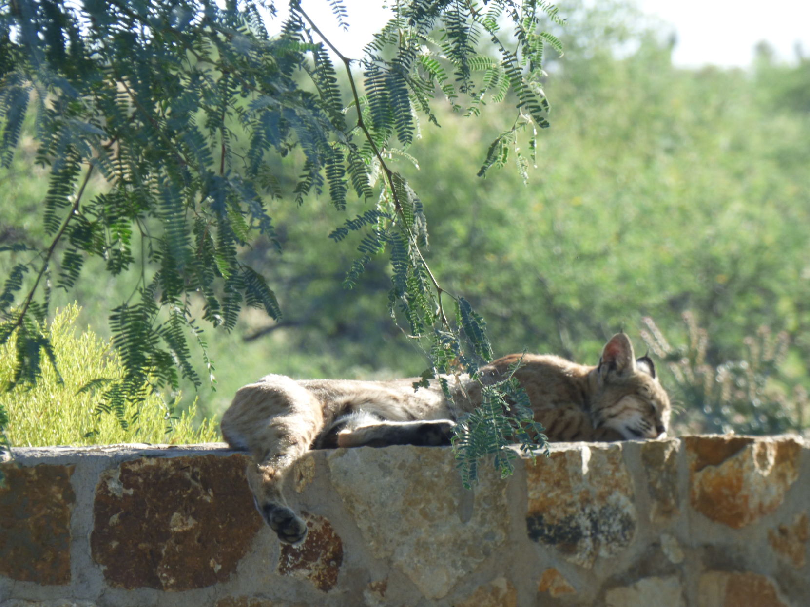 Catnapping Bobcat